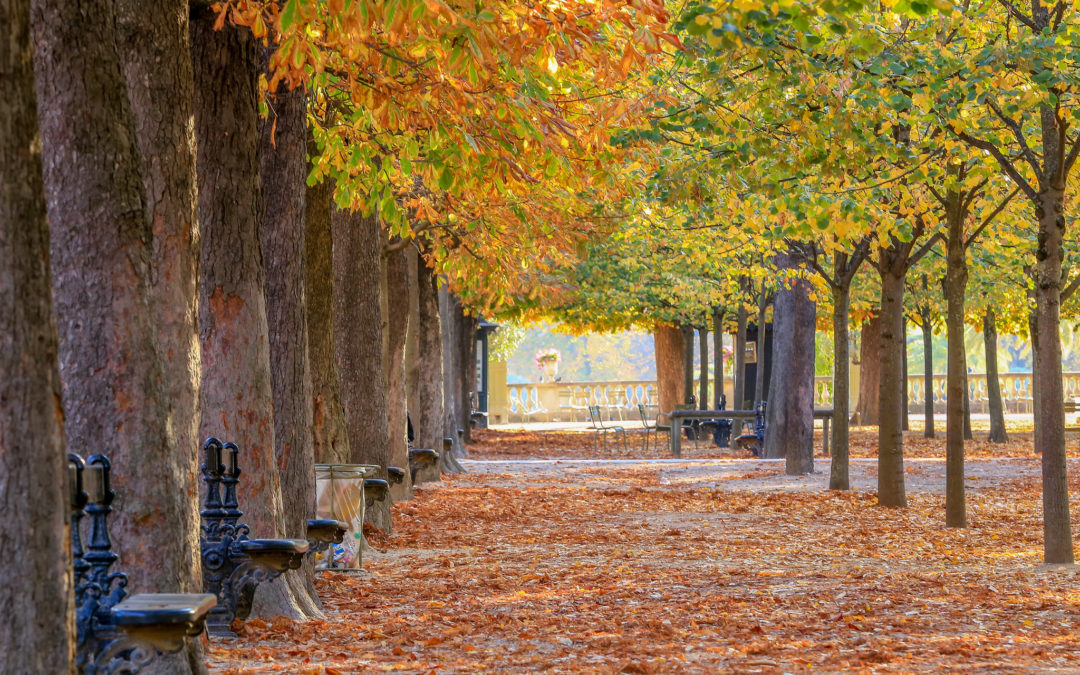 Un automne à Paris – Les fruits de saison